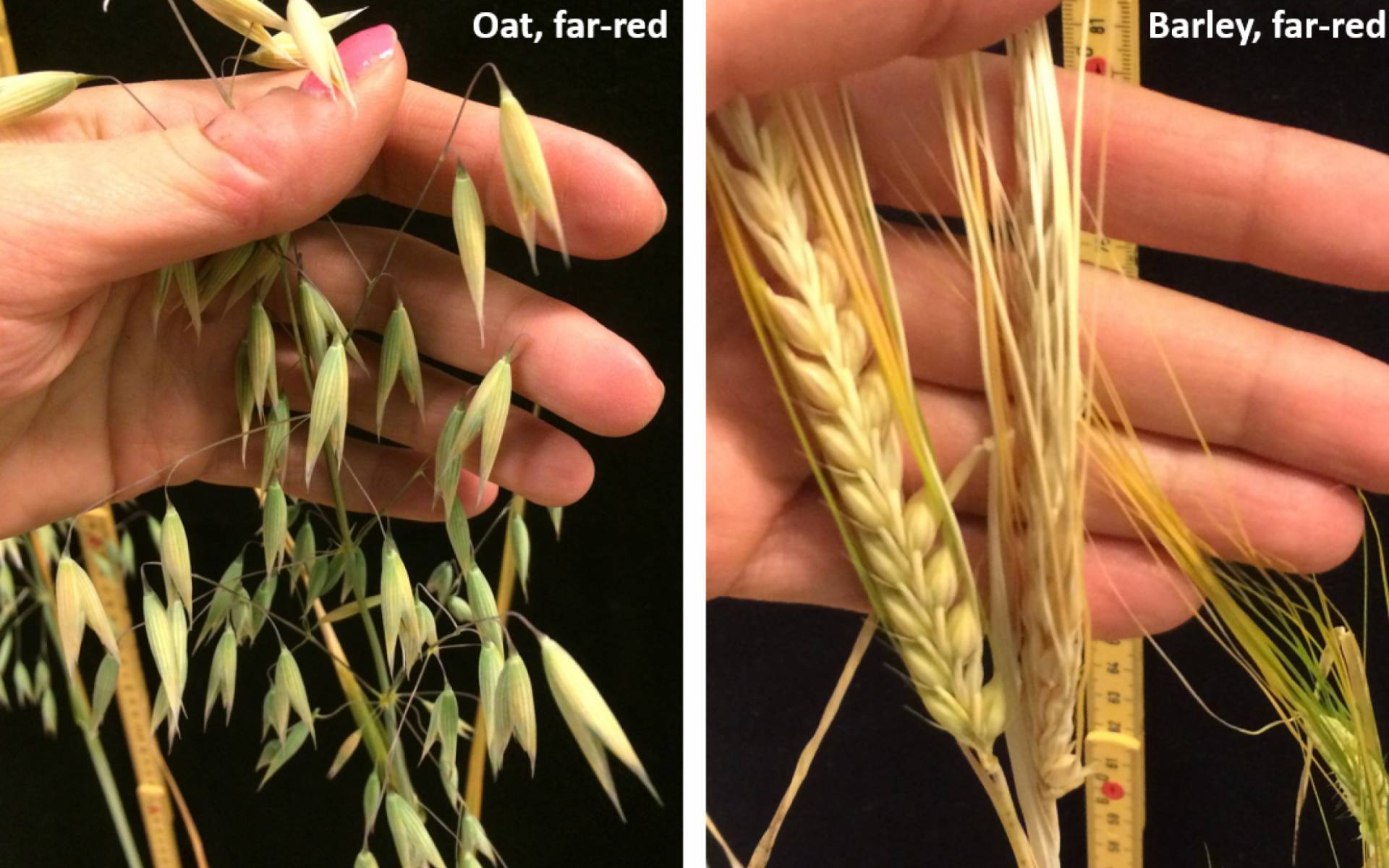 oat and barley grown under Heliospectra LX601C with far red LED light