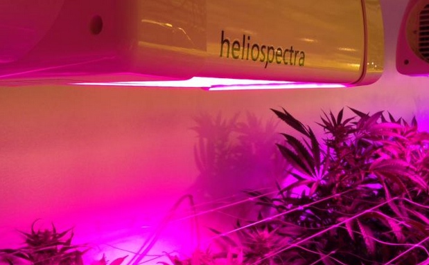 150724-Heliospectra-LED-based-grow-light-Cannabis
